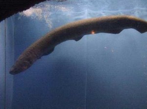 biggest eel