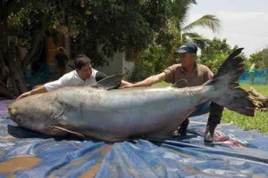 Largest Catfish
