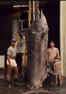 largest marlin