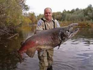largest salmon