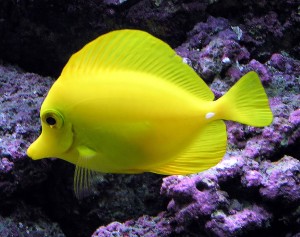 Yellow_tang_marine_fish